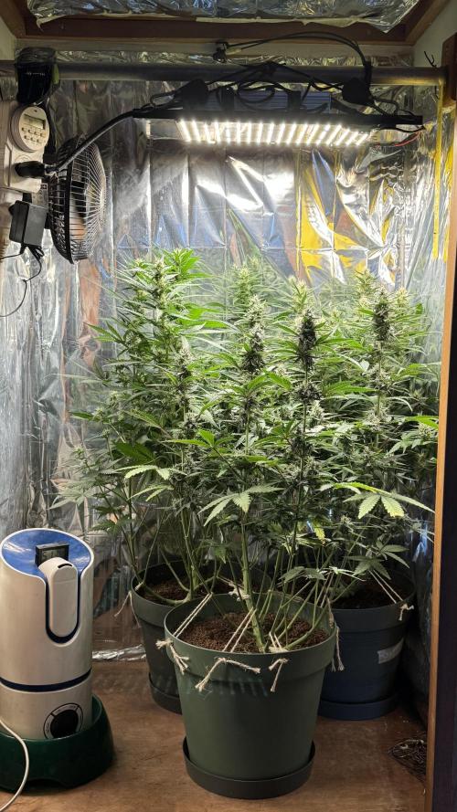 Gorilla Glue & Strawberry Banana. Week 8