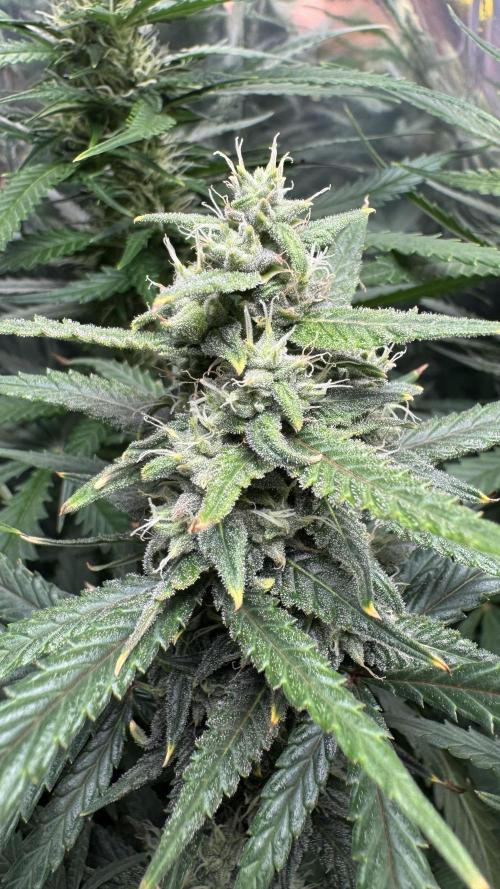 Gorilla Glue & Strawberry Banana. Week 8