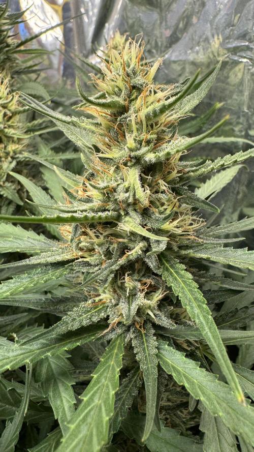 Gorilla Glue & Strawberry Banana. Week 8