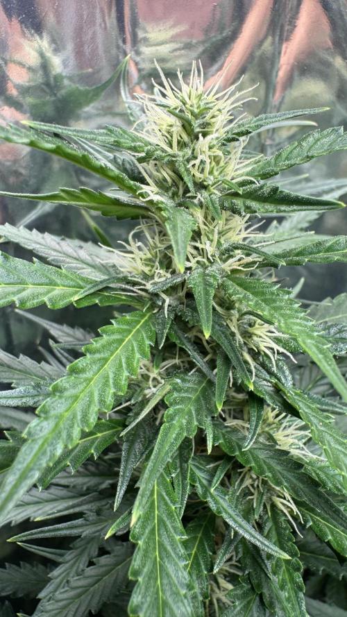 Gorilla Glue & Strawberry Banana. Week 8