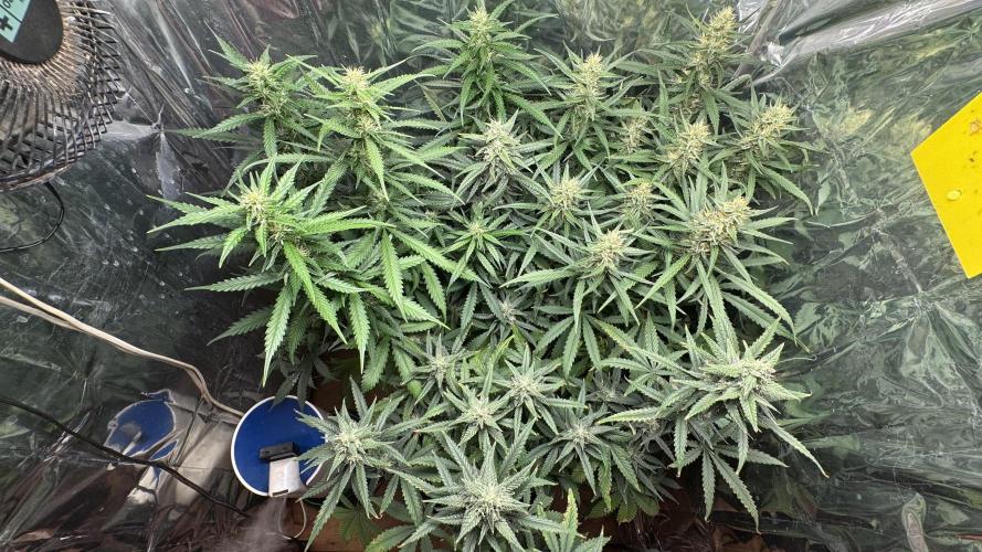 Gorilla Glue & Strawberry Banana. Week 8