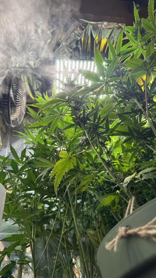 Gorilla Glue & Strawberry Banana. Week 8