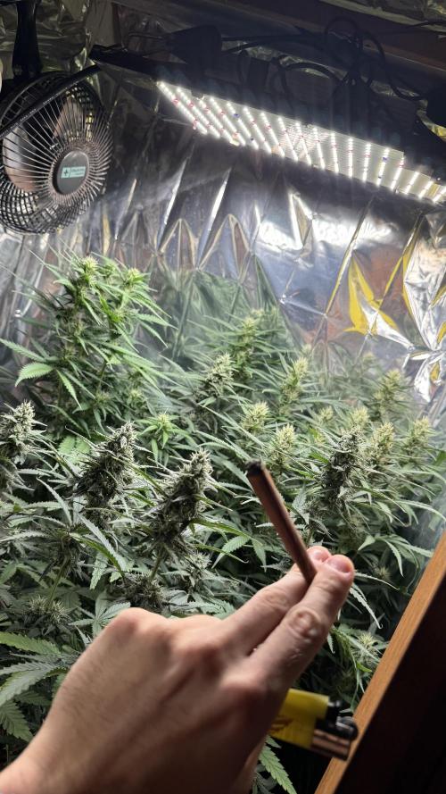 Gorilla Glue & Strawberry Banana. Week 8