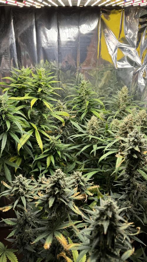Gorilla Glue & Strawberry Banana. Week 10