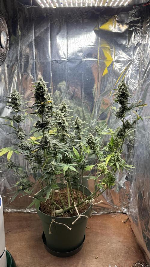 Gorilla Glue & Strawberry Banana. Week 10