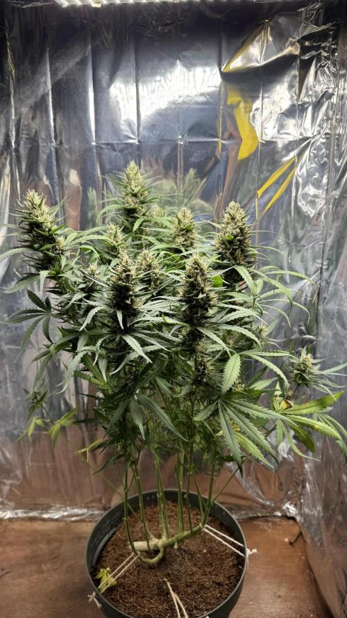 Gorilla Glue & Strawberry Banana. Week 10