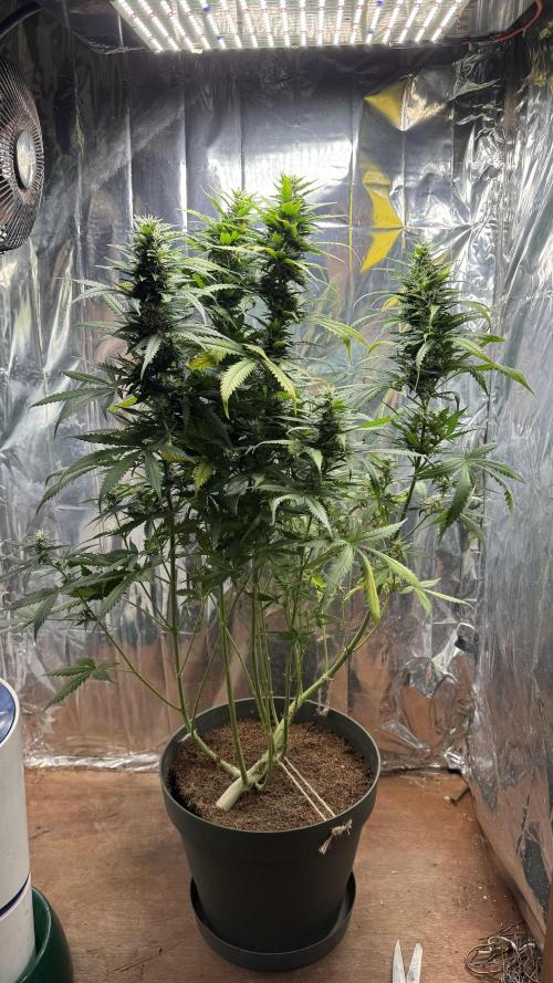 Gorilla Glue & Strawberry Banana. Week 10