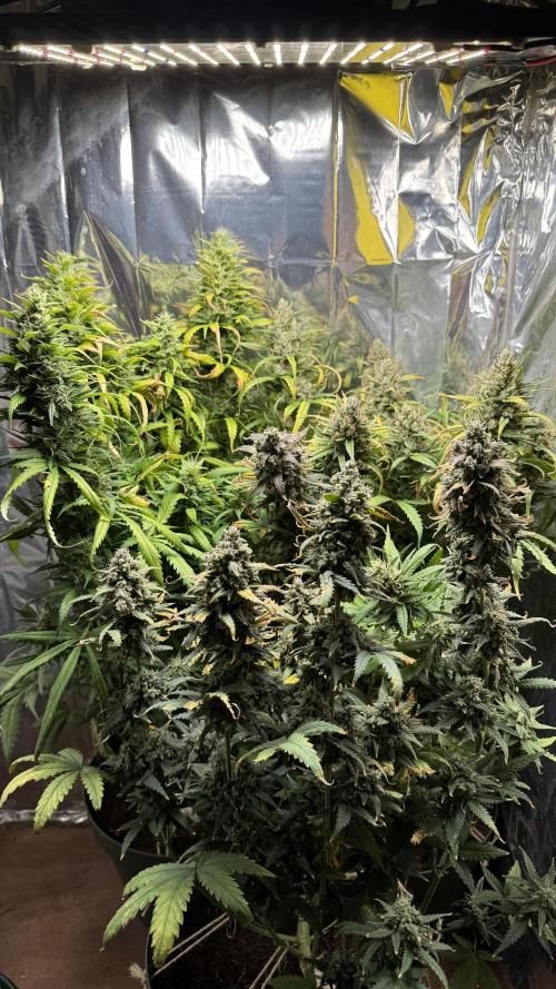 Gorilla Glue & Strawberry Banana. Week 11