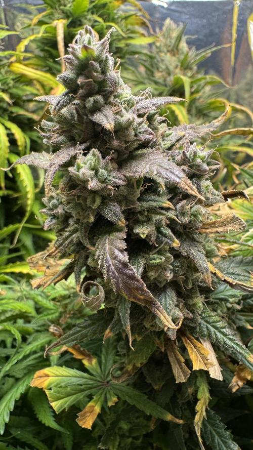 Gorilla Glue & Strawberry Banana. Week 11