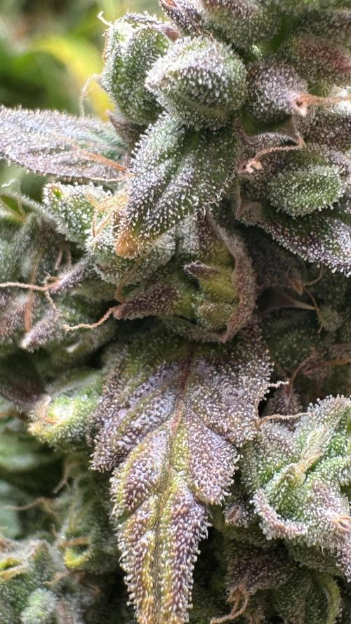 Gorilla Glue & Strawberry Banana. Week 11