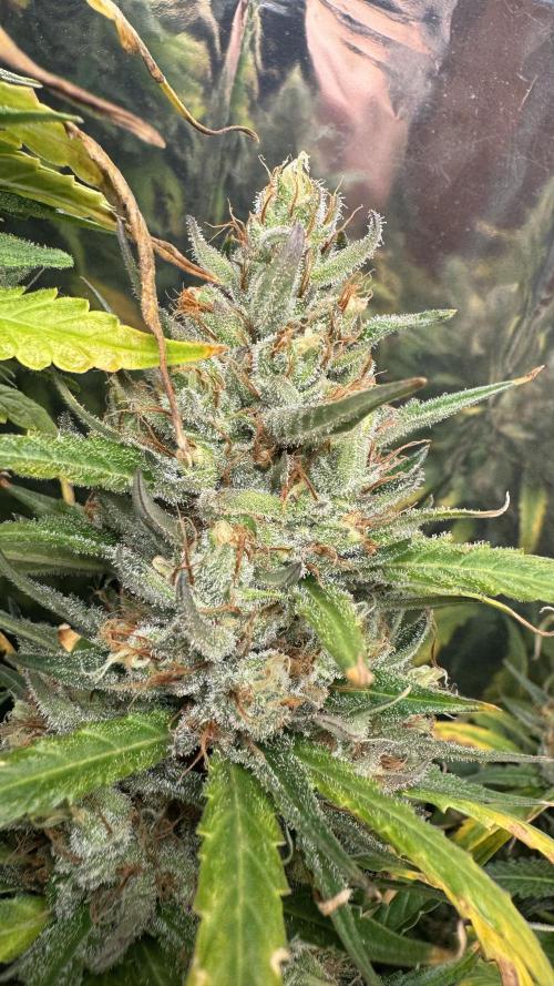 Gorilla Glue & Strawberry Banana. Week 11