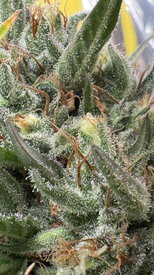 Gorilla Glue & Strawberry Banana. Week 11