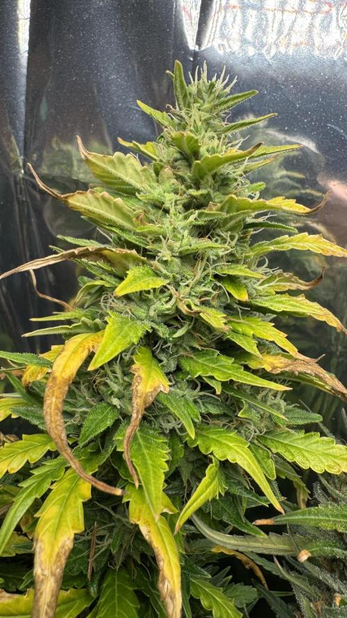 Gorilla Glue & Strawberry Banana. Week 11