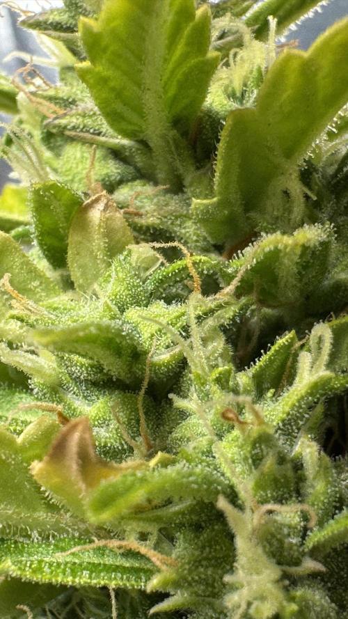 Gorilla Glue & Strawberry Banana. Week 11