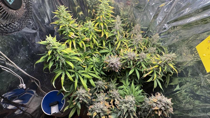 Gorilla Glue & Strawberry Banana. Week 11