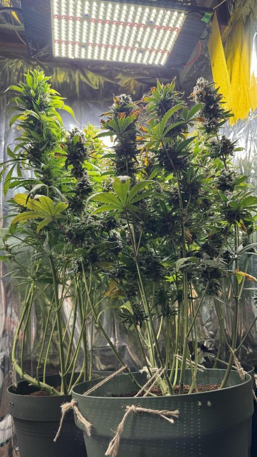 Gorilla Glue & Strawberry Banana. Week 11