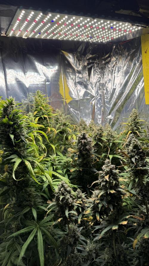 Gorilla Glue & Strawberry Banana. Week 11