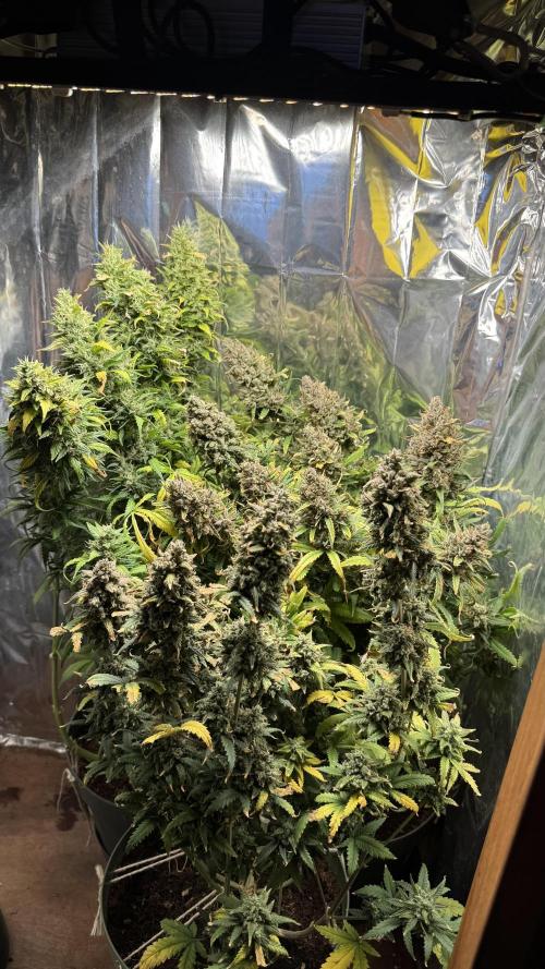 Gorilla Glue & Strawberry Banana. Week 12