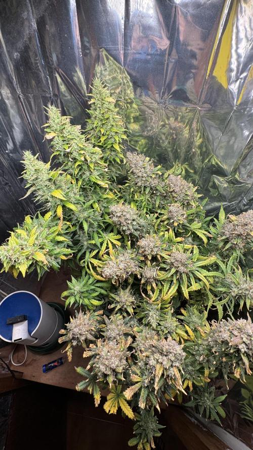 Gorilla Glue & Strawberry Banana. Week 12