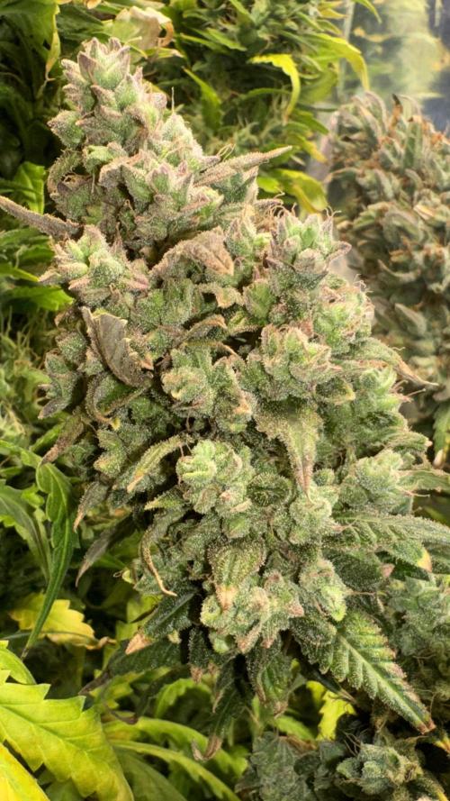 Gorilla Glue & Strawberry Banana. Week 12