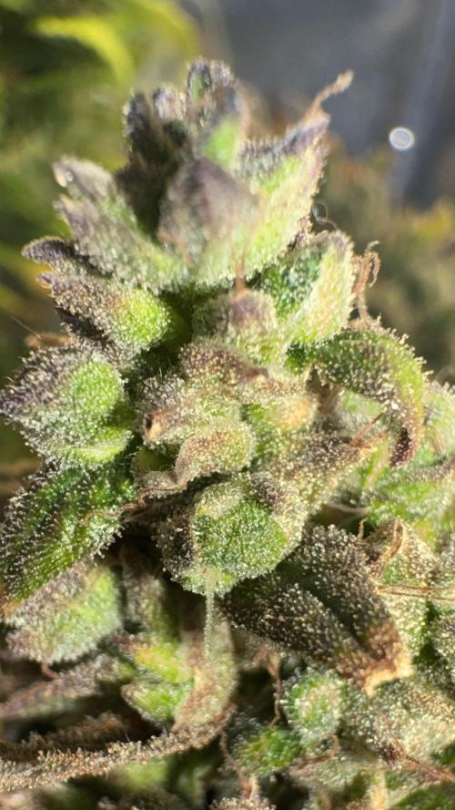 Gorilla Glue & Strawberry Banana. Week 12