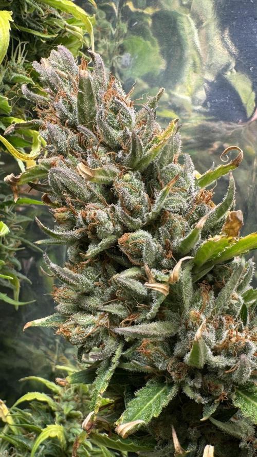 Gorilla Glue & Strawberry Banana. Week 12