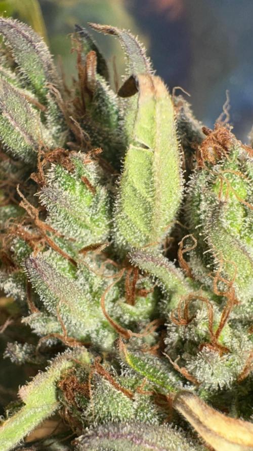 Gorilla Glue & Strawberry Banana. Week 12