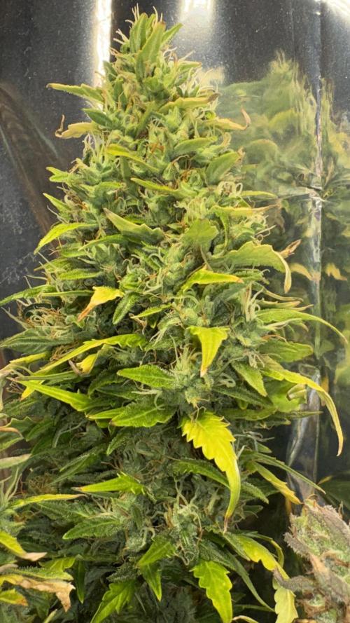 Gorilla Glue & Strawberry Banana. Week 12