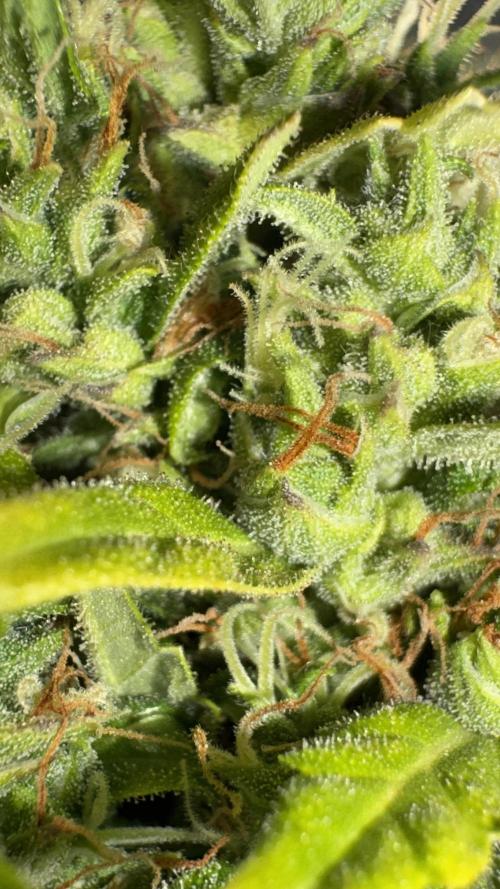 Gorilla Glue & Strawberry Banana. Week 12
