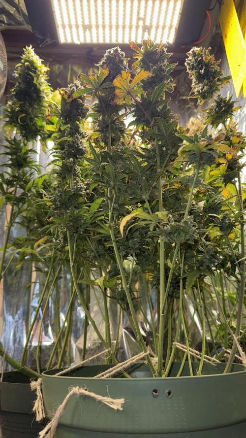 Gorilla Glue & Strawberry Banana. Week 12