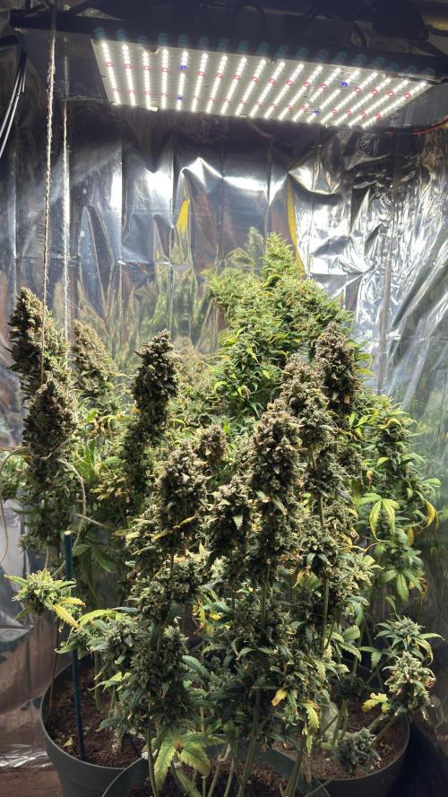 Gorilla Glue & Strawberry Banana. Week 13