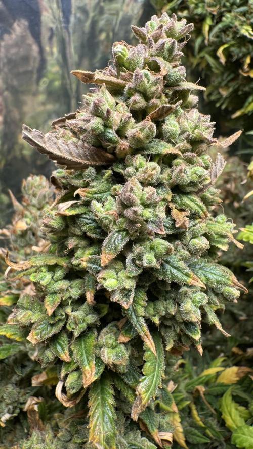 Gorilla Glue & Strawberry Banana. Week 13