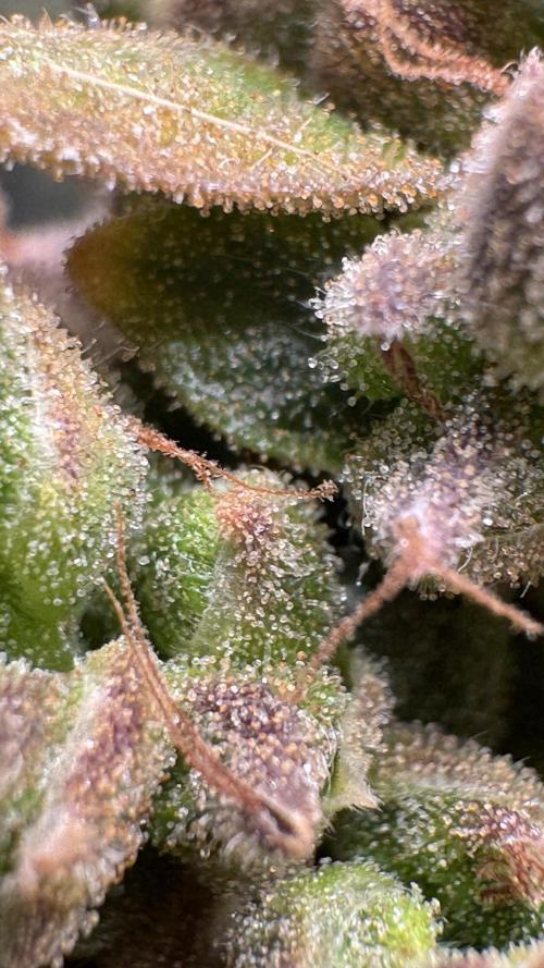 Gorilla Glue & Strawberry Banana. Week 13