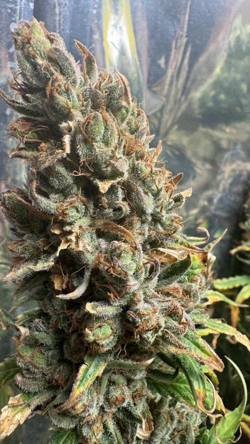 Gorilla Glue & Strawberry Banana. Week 13
