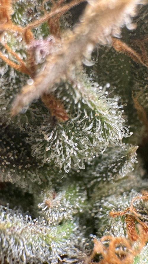 Gorilla Glue & Strawberry Banana. Week 13