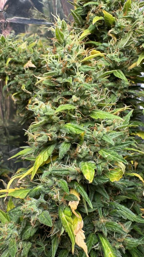 Gorilla Glue & Strawberry Banana. Week 13