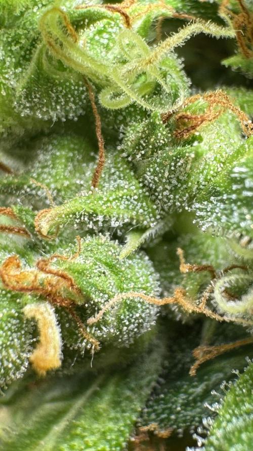 Gorilla Glue & Strawberry Banana. Week 13