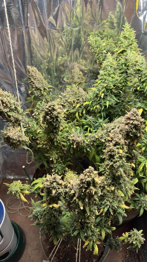 Gorilla Glue & Strawberry Banana. Week 13