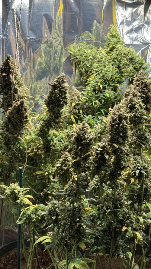 Gorilla Glue & Strawberry Banana. Week 13