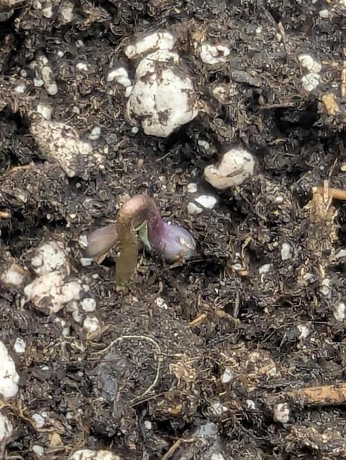 Blue Zushi - G2. Week 0