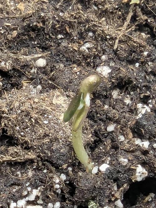 Papaya Zoap Auto - G2. Week 0