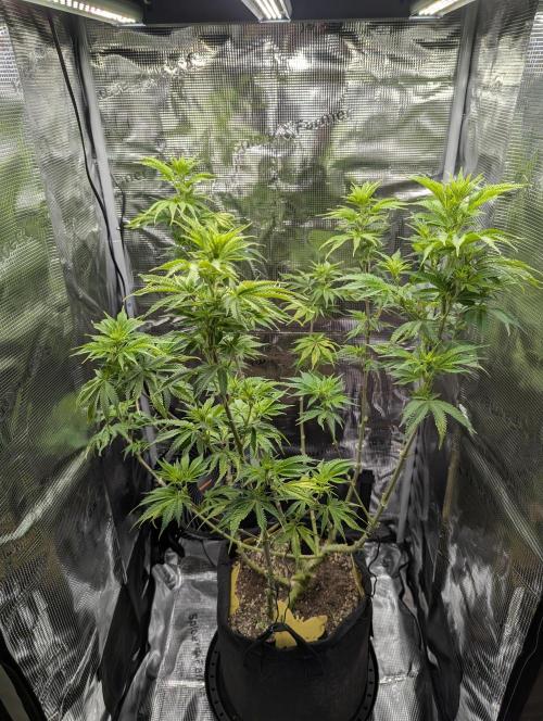 Kush Mass Auto - G1. Week 12