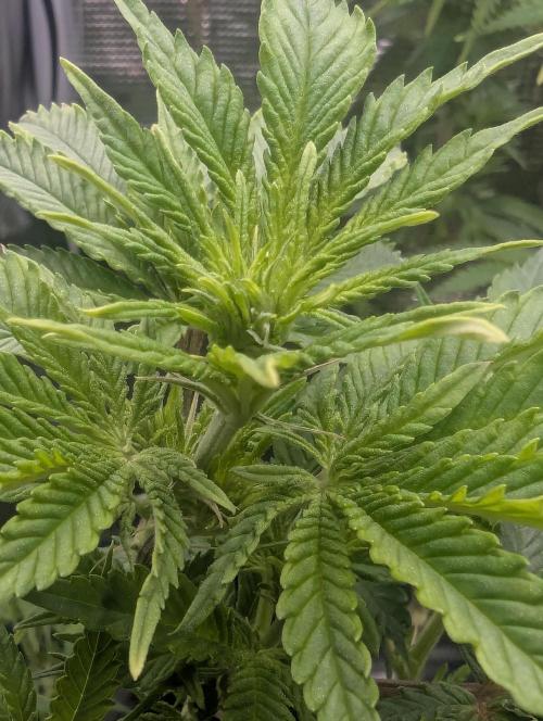 Kush Mass Auto - G1. Week 12