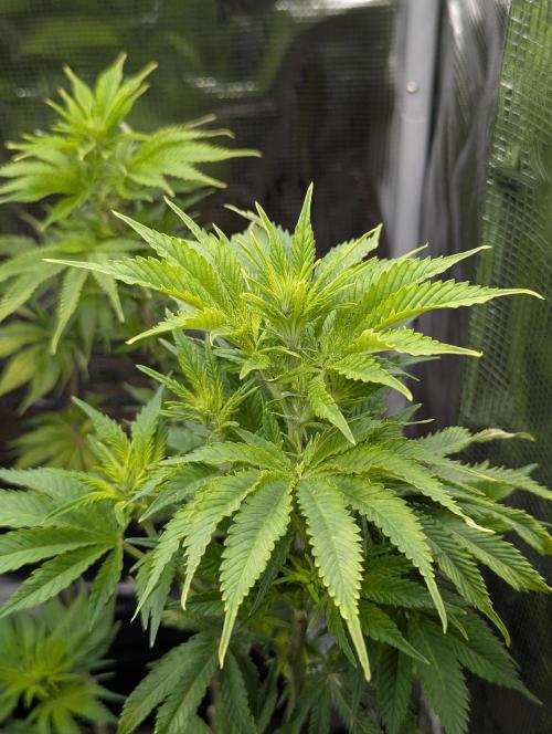 Kush Mass Auto - G1. Week 12