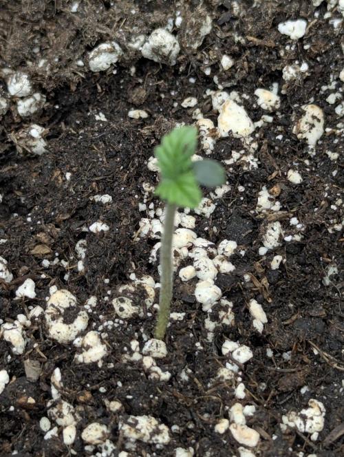 Black Cherry Gushers - G2. Week 0