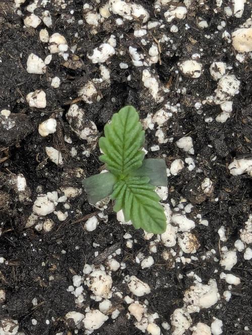 Black Cherry Gushers - G2. Week 0