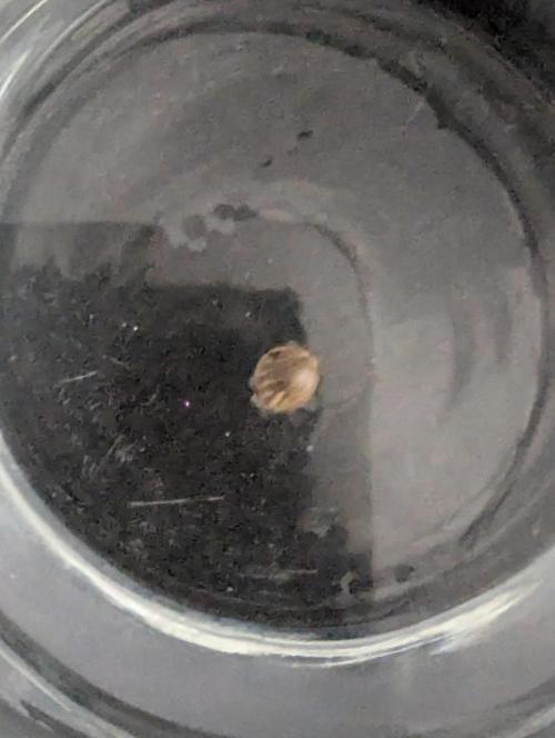 Runtz Auto - G2. Week 0