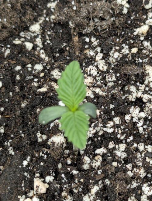 Black Cherry Gushers - G2. Week 0