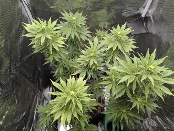 Kush Mass Auto - G1. Week 13