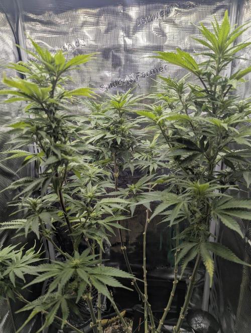 Kush Mass Auto - G1. Week 13